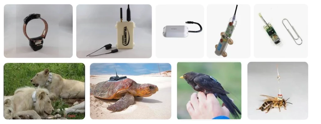 Wildlife telemetry tracking devices