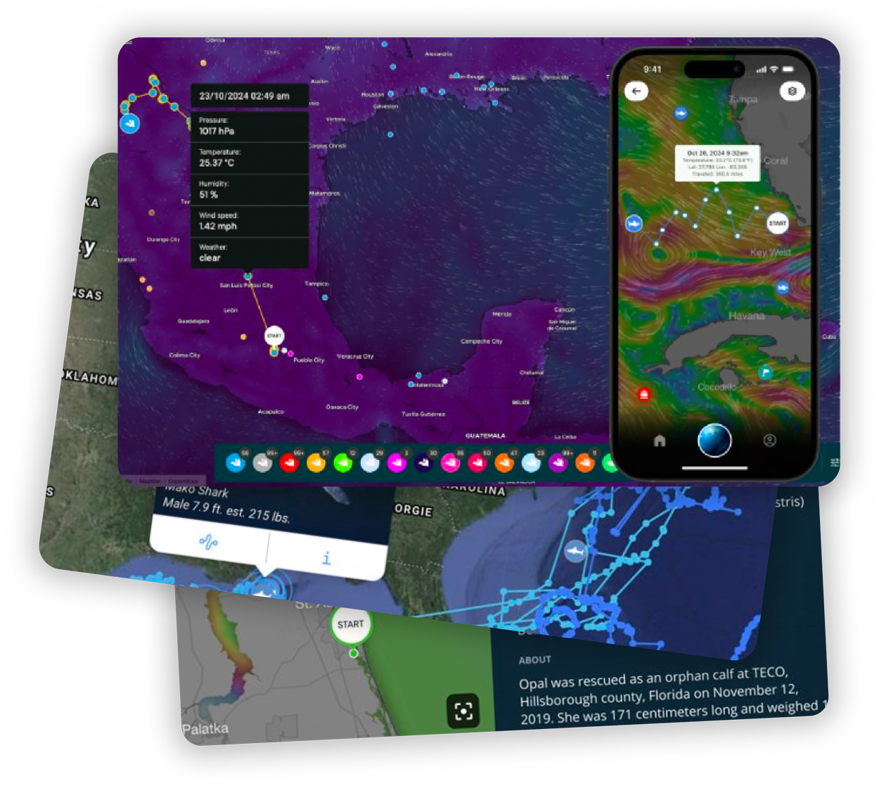 wildlife_tracking_system_gps_movement_maps