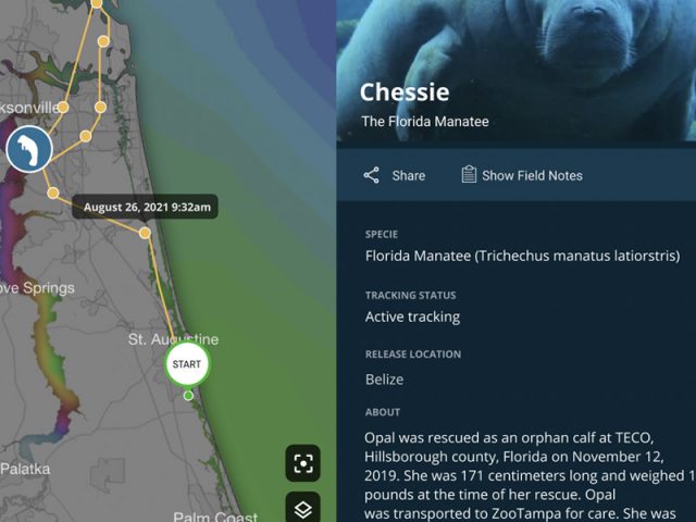 animal-tracking-manatees-animal-details.jpg